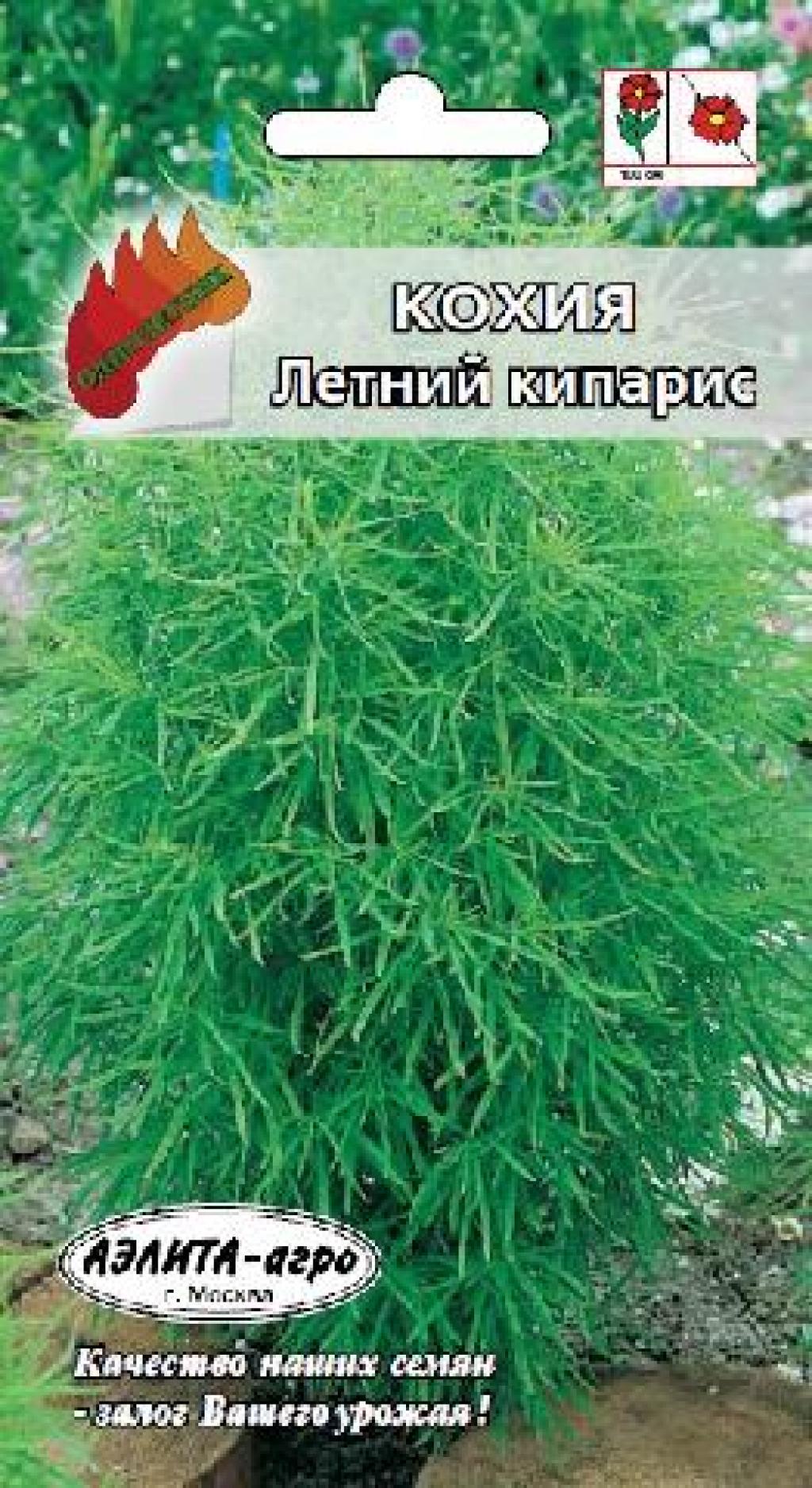 Кохия летний кипарис выращивание из семян 57 Кохия летний кипарис выращивание из семян 82